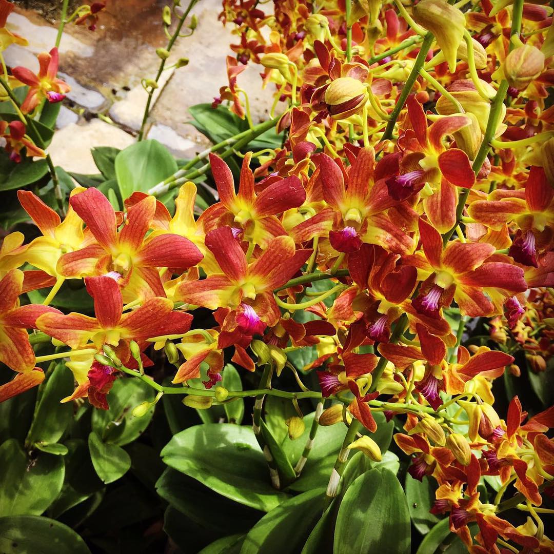 Heirloom Non-GMO Brown Dendrobium Flower Seeds for Exotic Garden Decor and Indoor Planting for planting in home garden